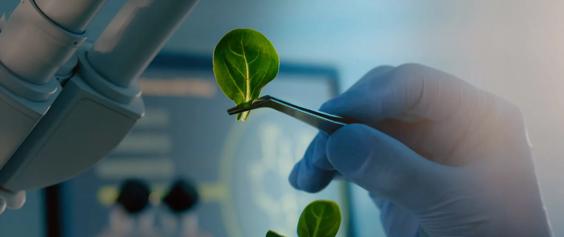 School of Life & Allied Science